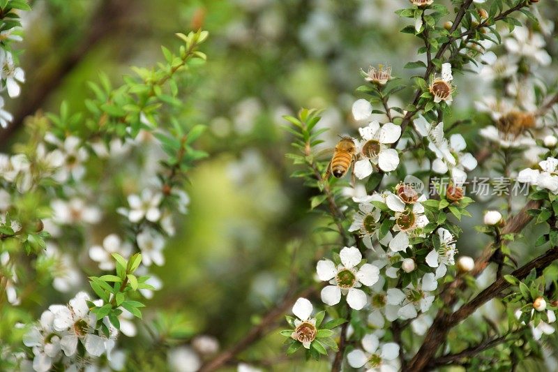 麦卢卡蜜蜂(Leptospermum scoparium)